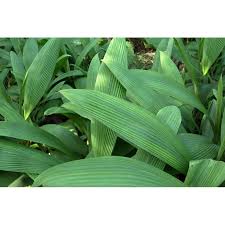 Image result for Molineria