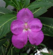 Image result for Impatiens irvingii