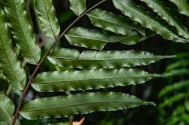 Image result for Lomariopsis