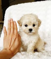 Image Result For Teacup Maltipoo Full Grown Maltipoo Full Grown Teacup Maltipoo Tea Cup Poodle