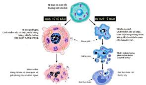 Tổn thương cơ bản của tế bào và mô P2 | BvNTP