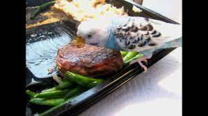 Tiny Parakeet Eats My Steak Dinner Youtube