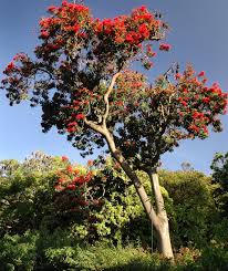 Check spelling or type a new query. Red Silky Oak Or Tree Waratah Alloxylon Flammeum Native Australian Native Tree Australian Trees Rainforest Plants Australian Native Plants