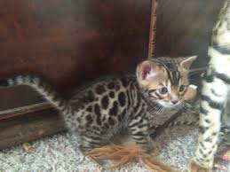 2 bengal kittens for sale we have a beautiful litter of pedigree bengal kittens 3 girls from top quality imported lines these super babies are available as special pets ready for vi. Kittens For Sale Michigan Bengals