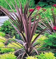 Cordyline Australis Red Sensation Starter Plant Garden Express Dracena Plant Tropical Landscaping