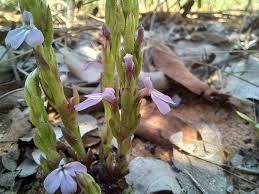 Image result for Striga gesnerioides