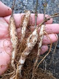 Image result for Psophocarpus lancifolius