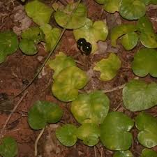 Image result for Cyclosorus striatus