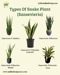 Image result for Sansevieria