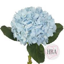 We did not find results for: Hydrangea Breeders Association
