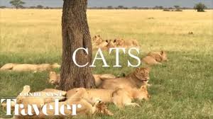 Select a big cat or a destination, like volunteering at a south african national park, that interests you and if you're fascinated by big cats, consider this wildlife conservation program in south africa. African Safari Big Cats Youtube