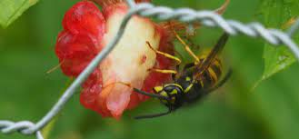 How to keep yellow jackets off your skin. Wasp Guide