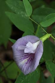 Pin By Joyce Alexander On Flowers I Love Plants Florida Native Plants Beautiful Flowers
