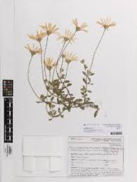 Image result for Felicia muricata