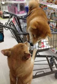 Account Suspended Japanese Dogs Shiba Inu Puppies