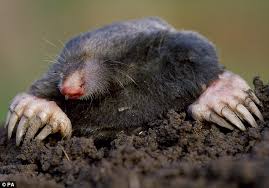 Avoid putting dense mulch too close to trees and shrubs. Moles Are Good For Your Garden A New Study Reveals Daily Mail Online