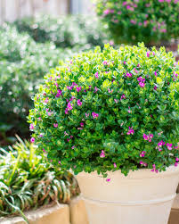 Image result for Polygala petitiana