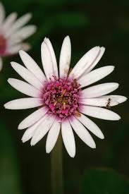 Image result for Gerbera viridifolia