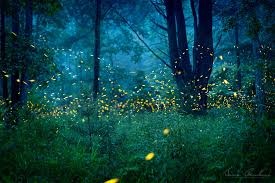 نتیجه جستجوی لغت [fireflies] در گوگل