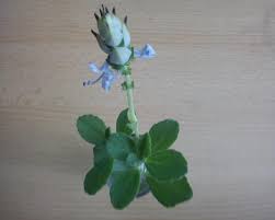 Image result for foto moud Forsterův