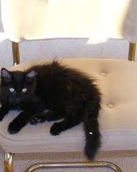 Persian breeds and those with a short nose, flat face or brachycephalic breeds tend to snore more. Five Interesting Facts About Cats And Sleep Pethelpful By Fellow Animal Lovers And Experts