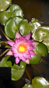 Lotus Mendut Temple Magelang Central Java Indonesia