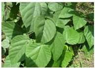 Image result for Paullinia pinnata