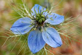 Pour this into a clean, amber glass bottle, filling the bottle halfway with the mother essence and halfway with brandy. How To Make A Flower Remedy Whispering Earth