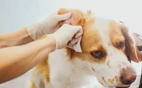 Image result for what do otodectes cynotis look like in dog fur