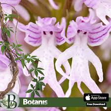 Image result for Impatiens bequaertii