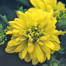 Image result for Kotschya recurvifolia