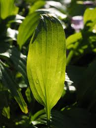 Image result for Kořenokvětka Aspidistra