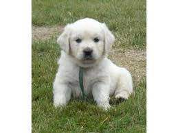 Maybe you would like to learn more about one of these? Golden Retriever Puppies In Washington