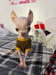 Image result for chihuahua big obesity