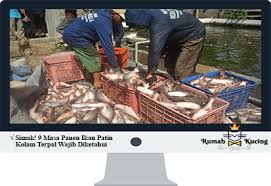Belanja produk2 selviquarium bisa melalui portal toko online berikut ini. Simak 9 Masa Panen Ikan Patin Kolam Terpal Wajib Diketahui
