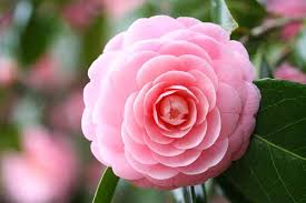 Camellia Japonica Pink Perfection Evergreen Shrubs Trendy Flowers Shrubs