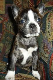 Includes purebreds and mixed breed dogs, with links going to dog information and pictures. Boston Terrier Pitbull Mix Puppies For Sale Pitbull Puppies
