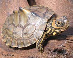 Barbour's map turtles are found in the rivers between (and including) the choctawhatchee river and the apalachicola river. Species Profile Barbour S Map Turtle Graptemys Barbouri Srel Herpetology