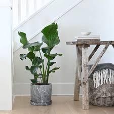 Impressive large indoor plant pots crafted of ceramic or plastic (with bottom drain holes). Joda 12 Ceramic Plant Pots Indoor Large Indoor Planter With Drainage Plug Drainage Sceen Matte Grey Marble Pattern Pricepulse
