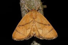 We did not find results for: Naturspaziergang Schmetterlinge Fotoubersichten Aller Bislang Gefundenen Nachtfalter Familien Kleinschmetterlinge Motten