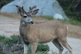 Deer In Sequoia National Park With Images Sequoia National Park National Parks Animals