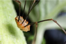 Jerusha abbott is a brilliant young lady stuck doing menial tasks in the orphanage where she grew up. Ten Fun Facts About Daddy Longlegs Arthropod Ecology