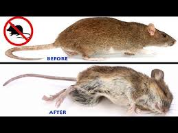 Most mouse poisons you can purchase for your home use an anticoagulant formula to prevent the mouse's blood from clotting. How To Make Baking Soda Rat Poison Home Made Natural Non Toxic Youtube Getting Rid Of Mice House Mouse Youtube