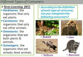 Ecology The Categories Of Consumers 1 Herbivores Ecosystems Primary Consumer