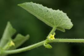 Image result for Kedrostis foetidissima