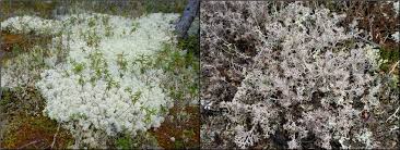 Image result for Cladina  stellaris