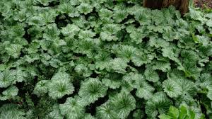 Image result for Galiniera saxifraga