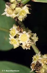 Image result for Bridelia brideliifolia