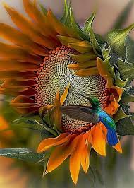 Birds Of The Air And Lilies Of The Field Matthew 6 26 Kjv Behold The Fowls Of The Air For They Sow Not Neither Do They Reap Nor Gather Into Barns Yet Your He Colorful Birds Pretty Birds Birds