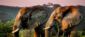 Book now with secure payments and instant confirmation. Kwazulu Natal South Africa Tours Safaris